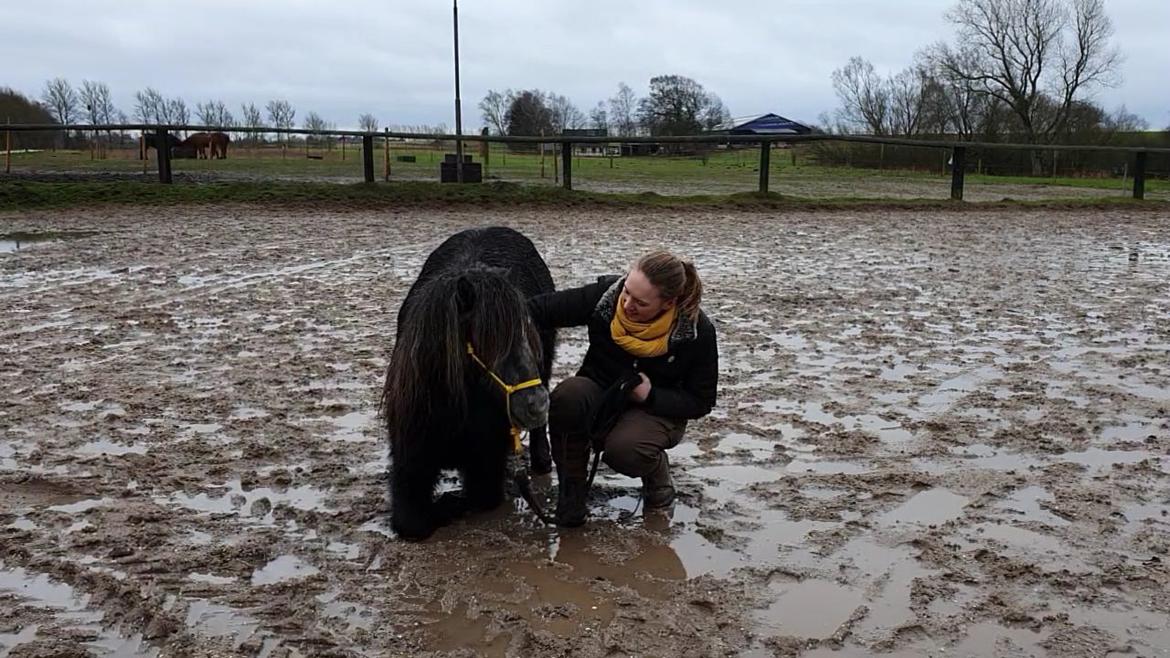Shetlænder Engholms Enzo billede 13