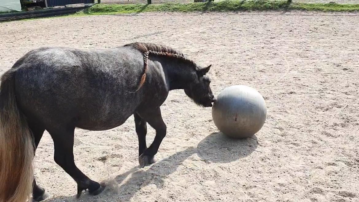 Shetlænder Engholms Enzo billede 14