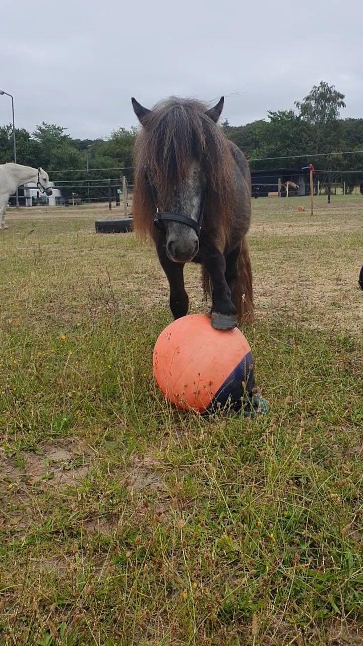 Shetlænder Engholms Enzo billede 16
