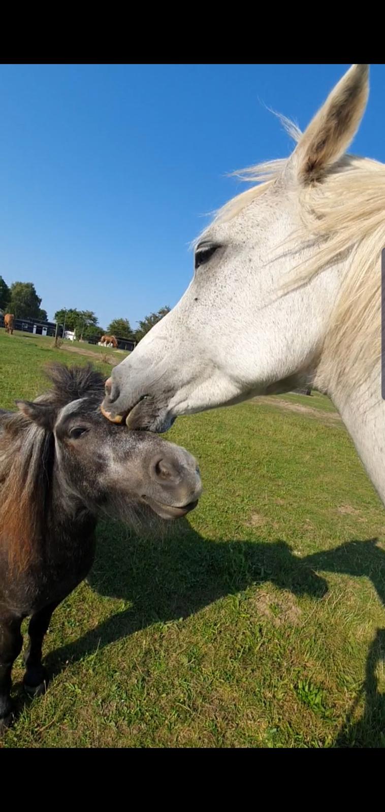 Shetlænder Engholms Enzo billede 17