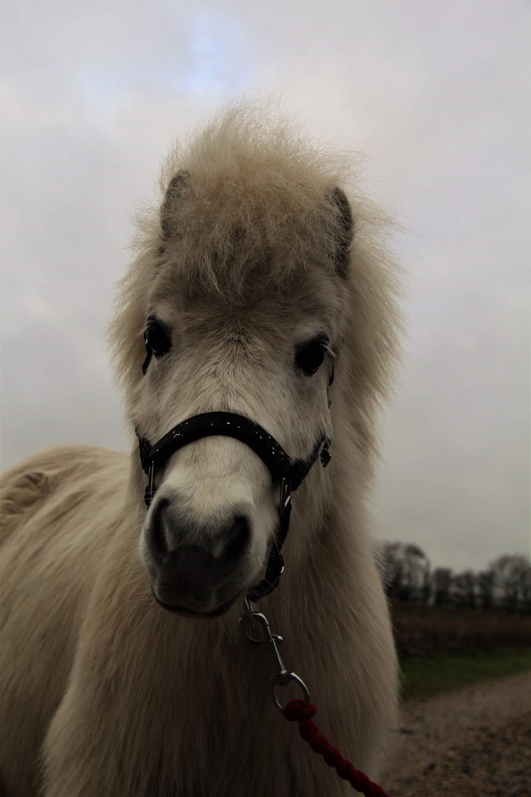 Shetlænder Sigge billede 19