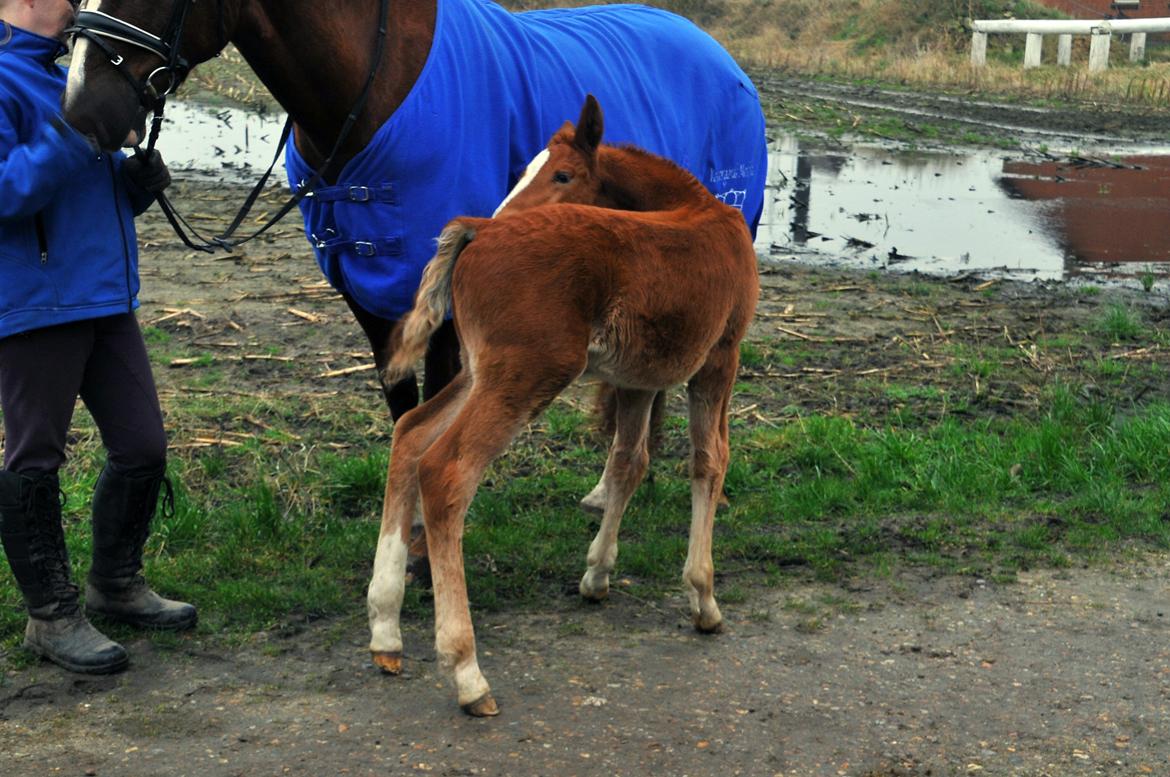 Frederiksborg Vestergårds Manox billede 35