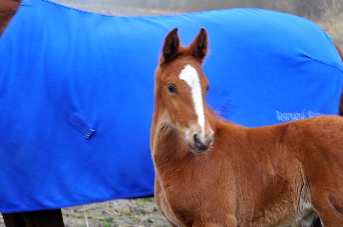 Frederiksborg Vestergårds Manox billede 1