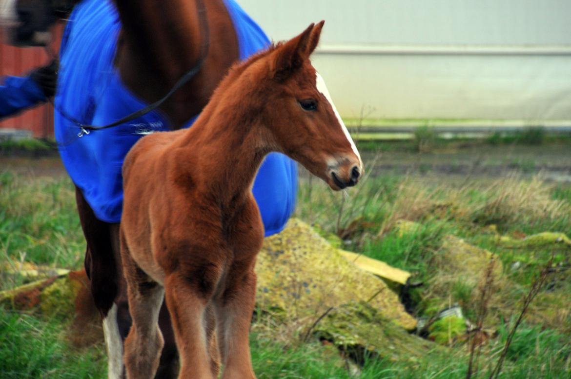 Frederiksborg Vestergårds Manox billede 36