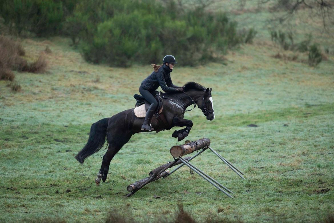 Welsh Partbred (Sec F) Hollywood's Bobby Brown  - Vinterjagt 2020 billede 7