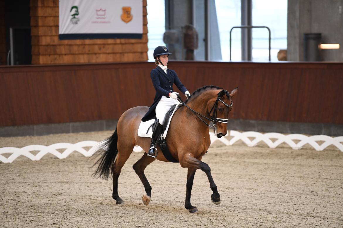 Dansk Varmblod Fældgårdens Dia-Lou billede 14