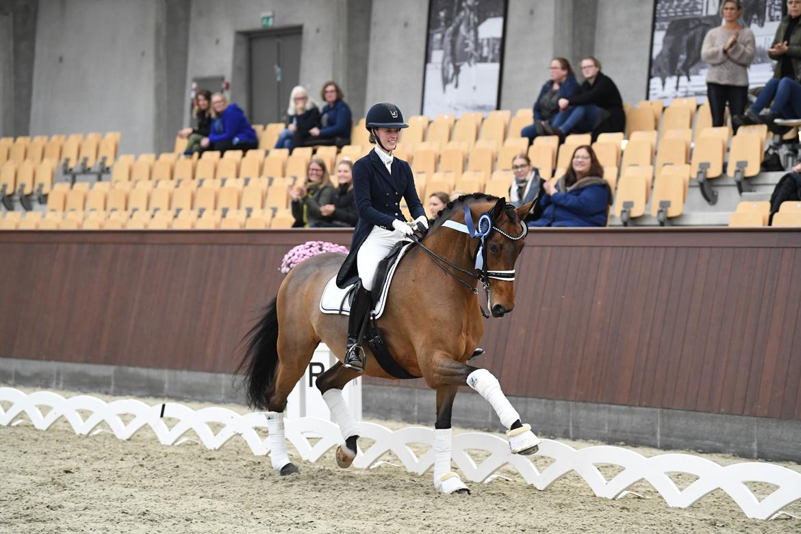 Dansk Varmblod Fældgårdens Dia-Lou billede 17