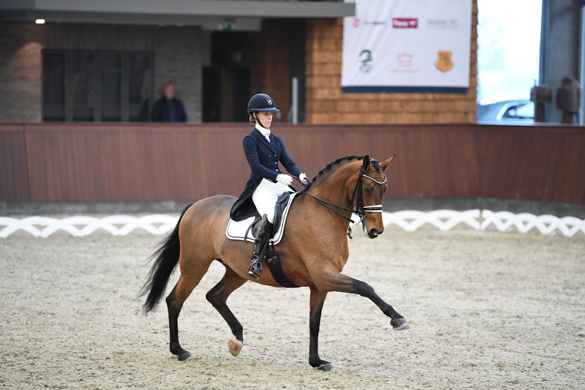 Dansk Varmblod Fældgårdens Dia-Lou billede 1