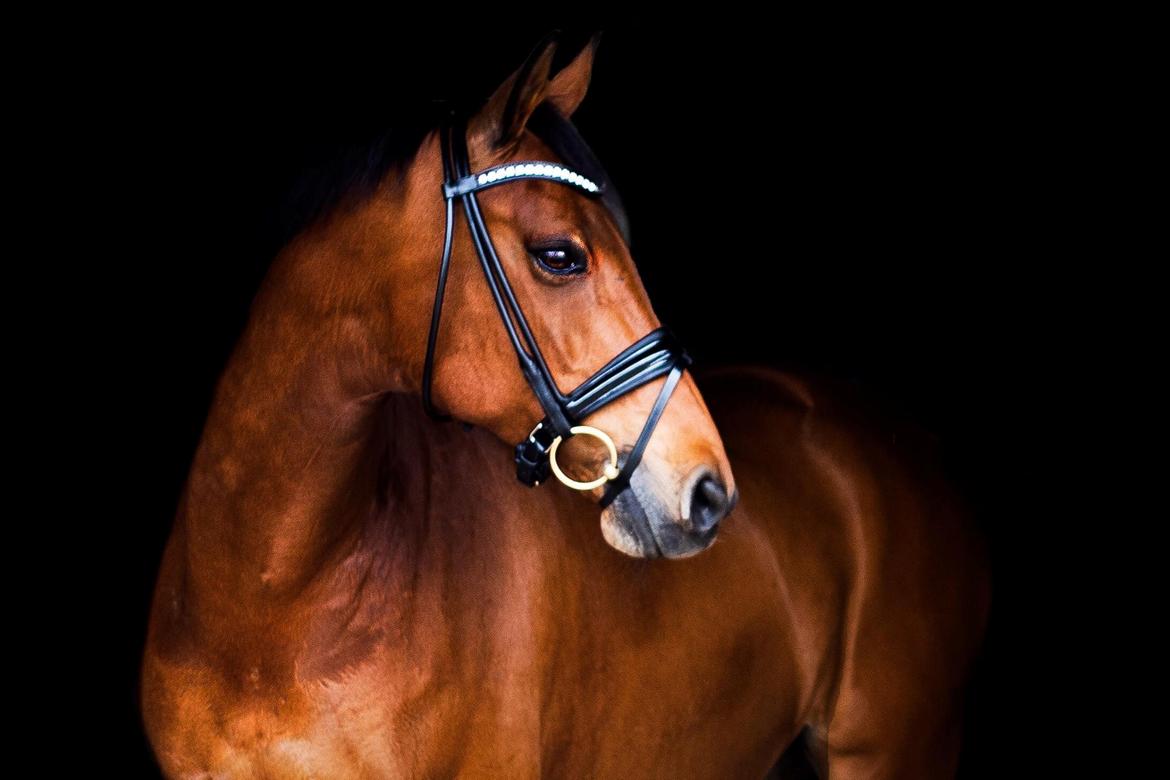 Dansk Varmblod Fældgårdens Dia-Lou billede 18