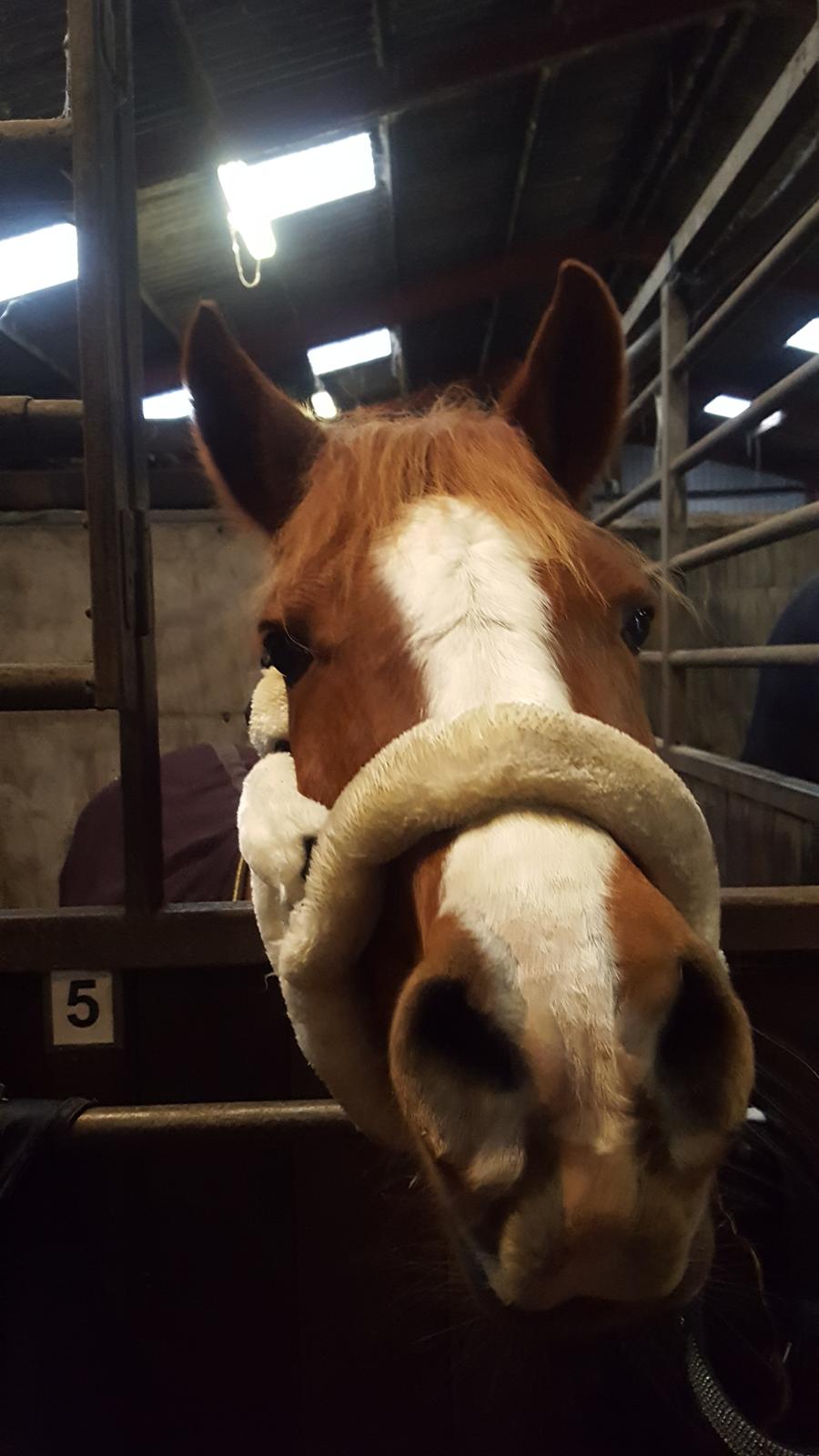 Anden særlig race Askepot billede 1