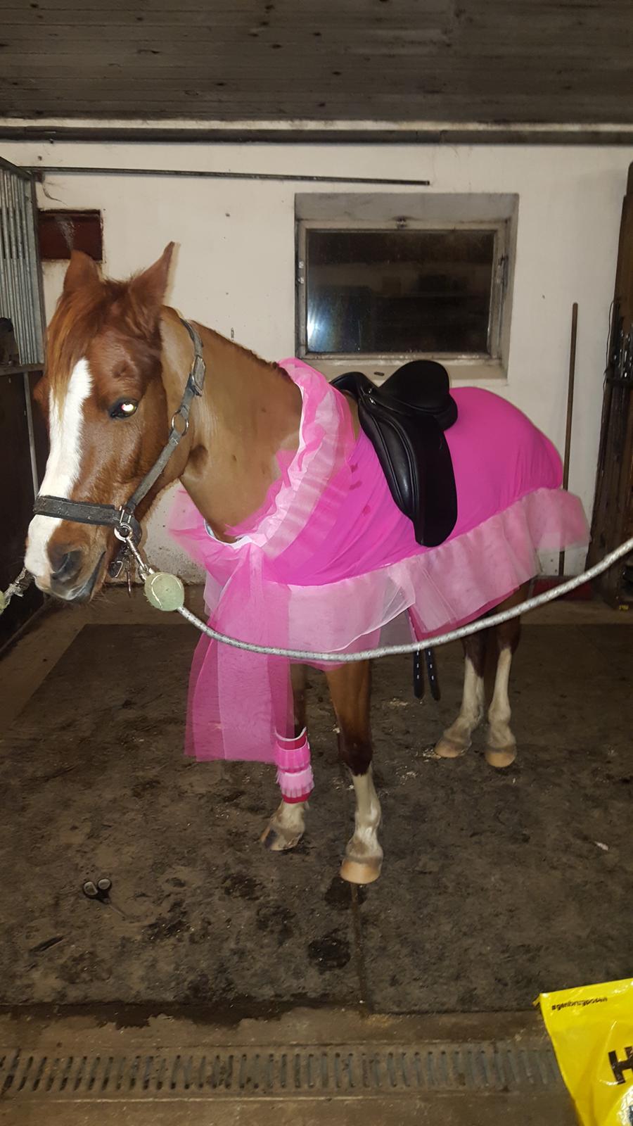 Anden særlig race Askepot billede 33