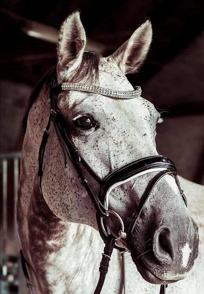 Holstener Romina (merci) billede 1