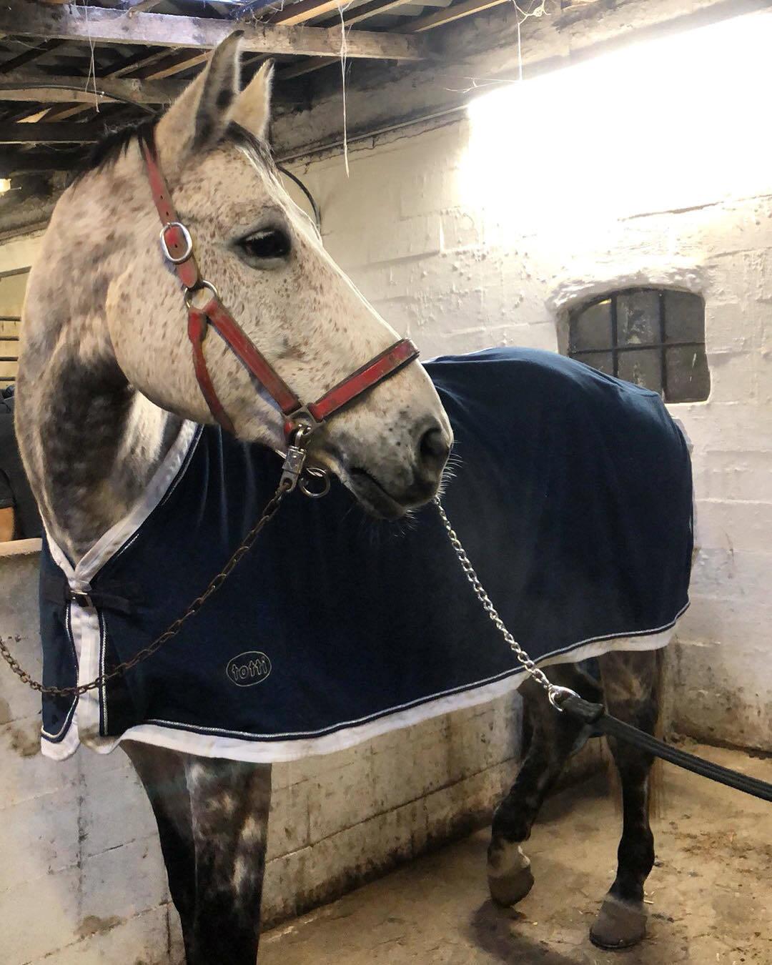 Holstener Romina (merci) billede 5