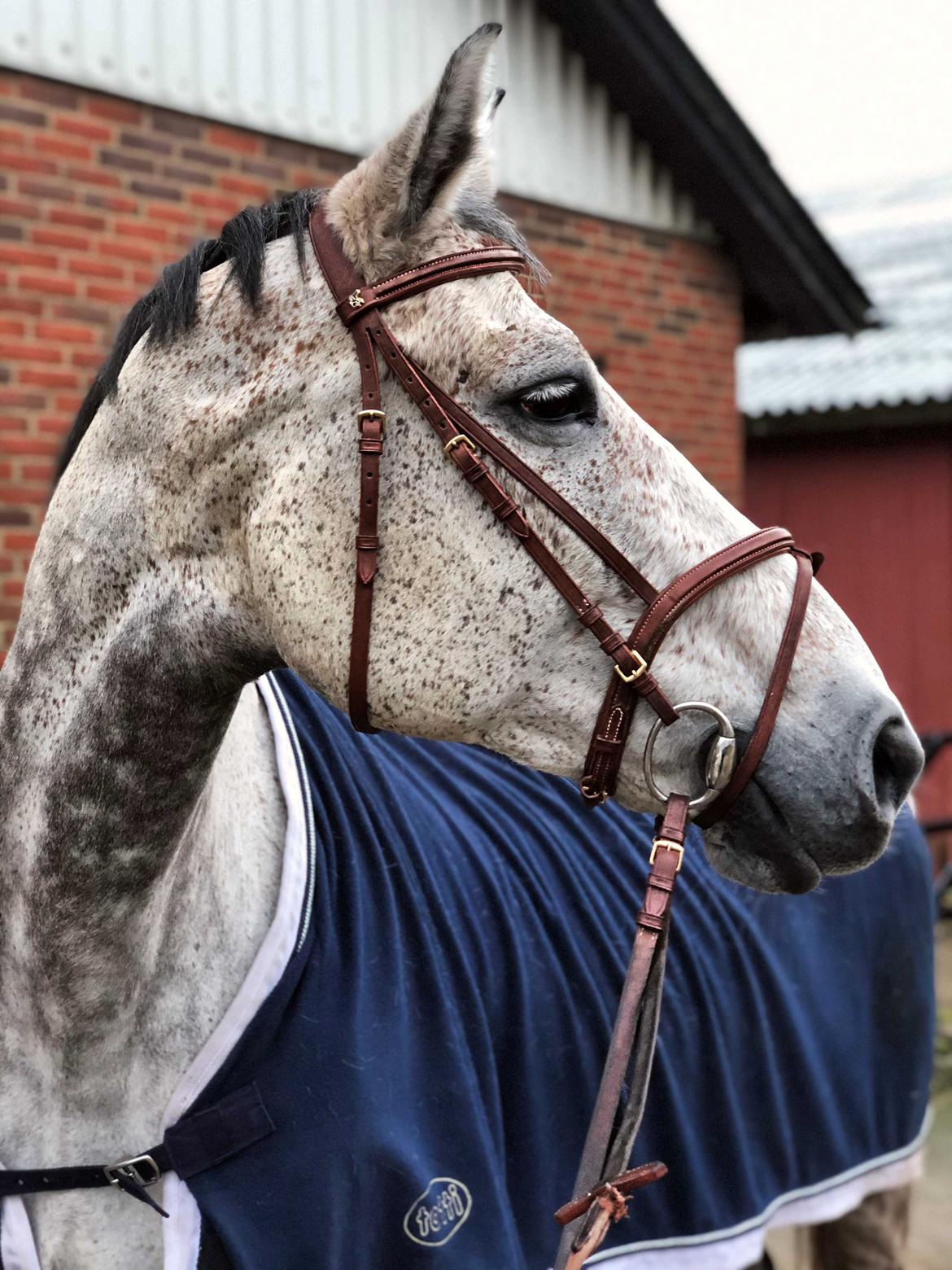 Holstener Romina (merci) billede 2