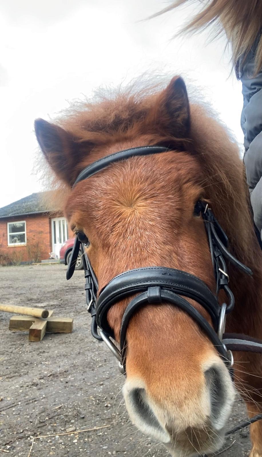 Shetlænder Bertram billede 14