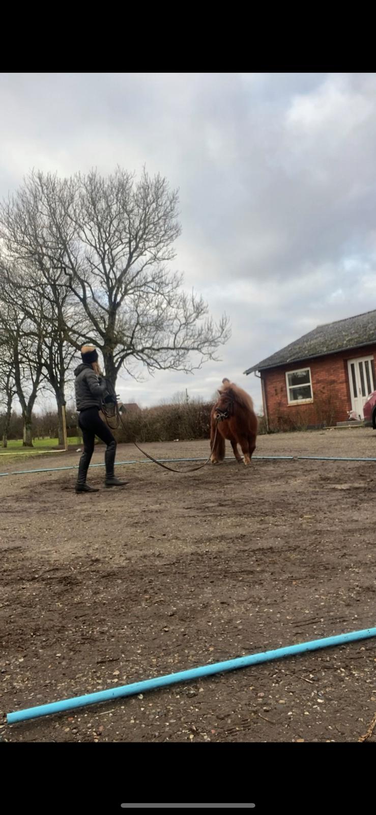 Shetlænder Bertram billede 13