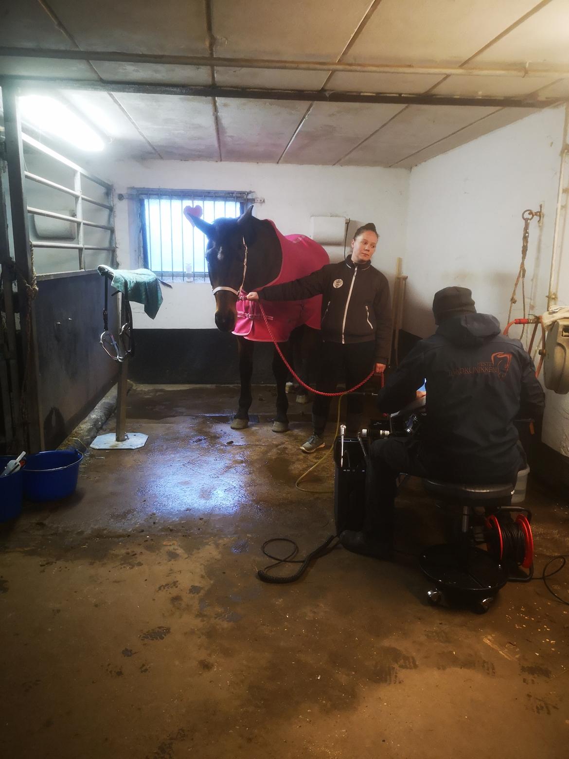 Dansk Varmblod Donna  ?? ? aflivet  billede 13