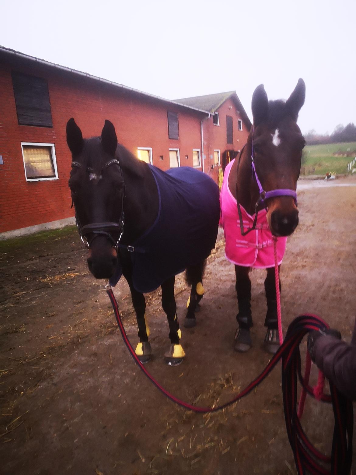 Dansk Varmblod Donna  ?? ? aflivet  billede 14