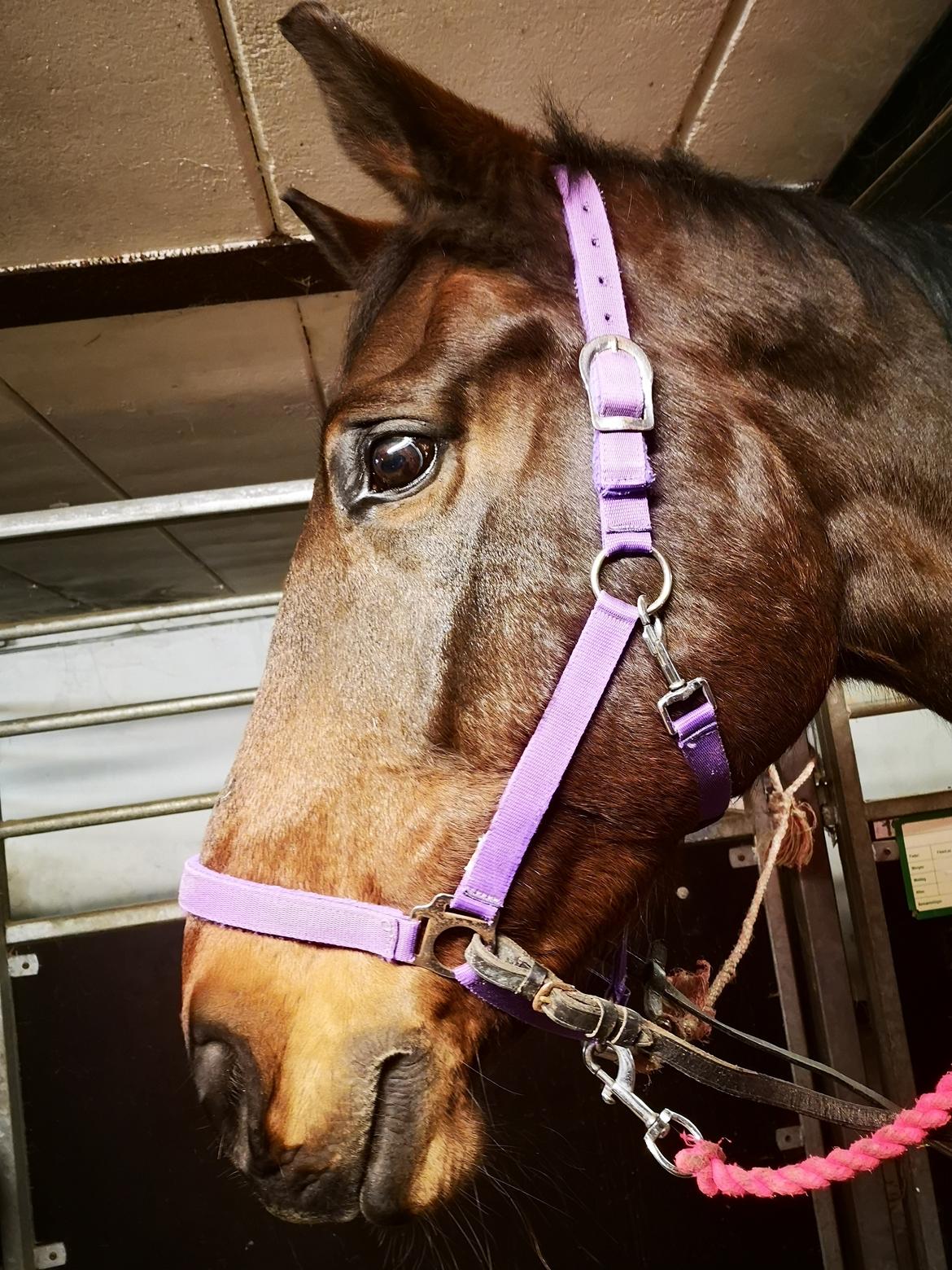 Dansk Varmblod Donna  ?? ? aflivet  billede 16