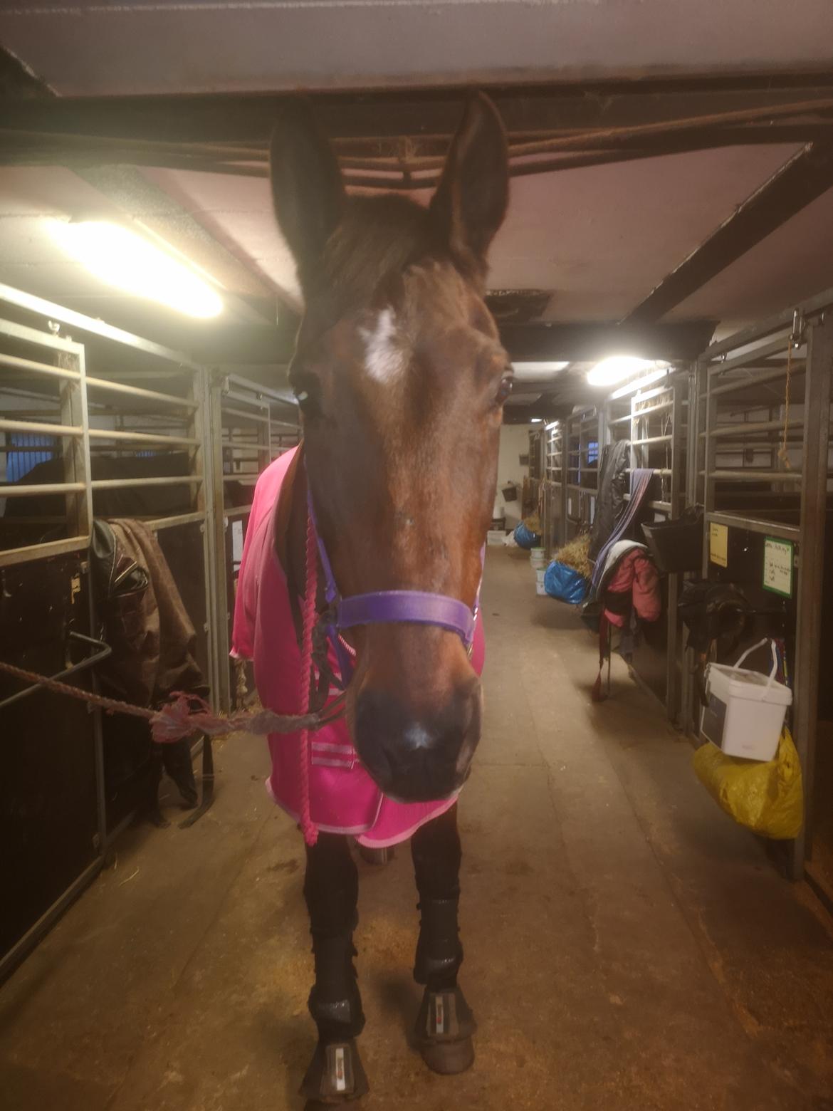 Dansk Varmblod Donna  ?? ? aflivet  billede 18