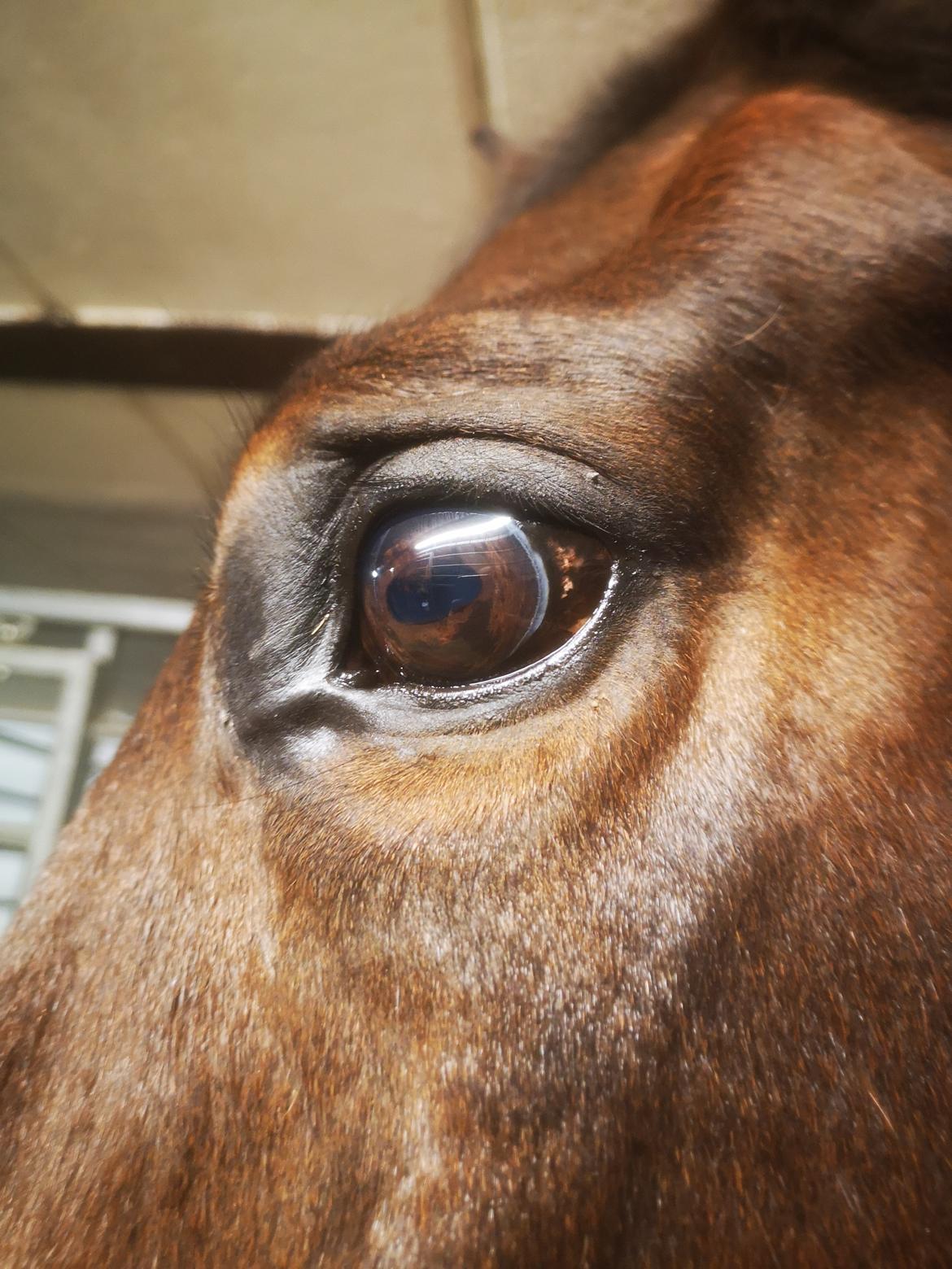 Dansk Varmblod Donna  ?? ? aflivet  billede 17