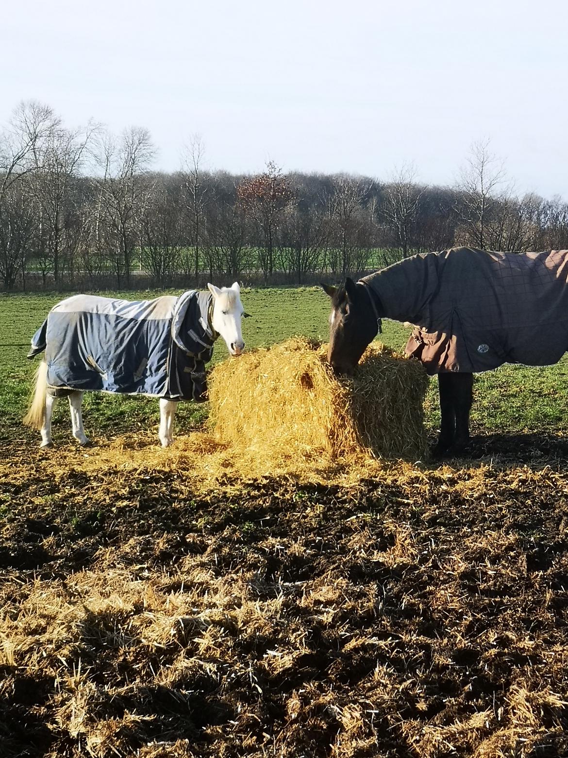 Dansk Varmblod Donna  ?? ? aflivet  billede 19