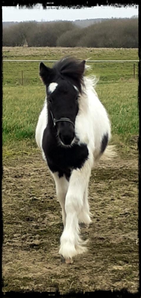 Anden særlig race Kiara billede 2