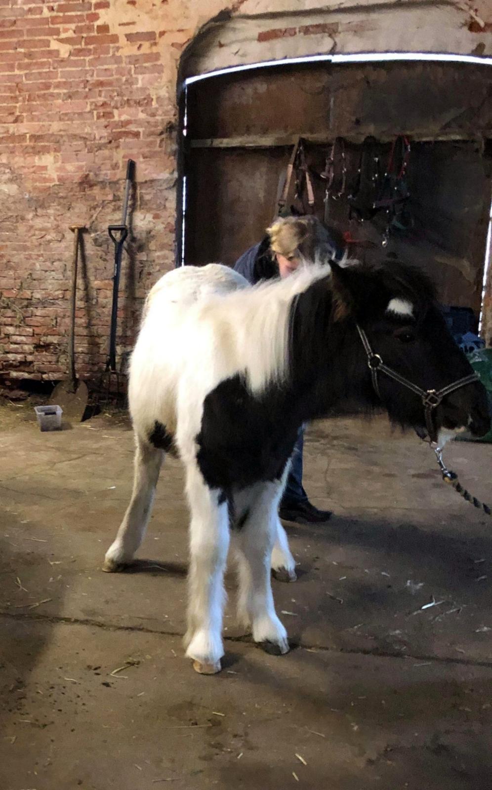 Anden særlig race Kiara billede 3