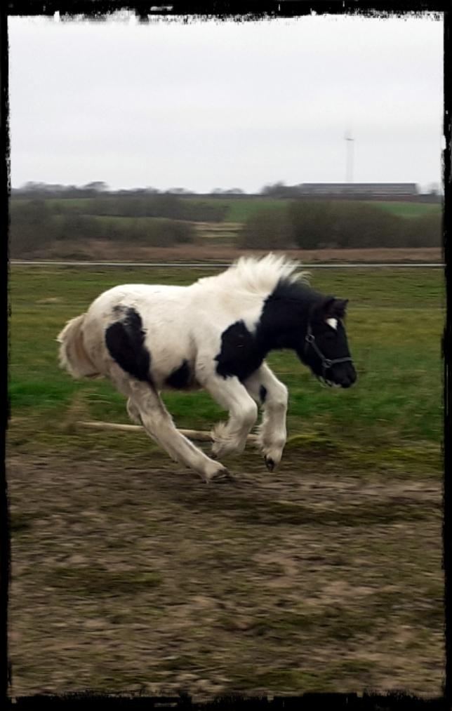 Anden særlig race Kiara billede 4