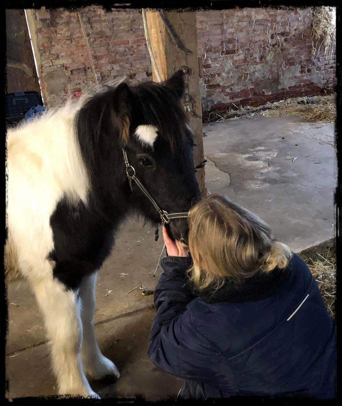 Anden særlig race Kiara billede 6