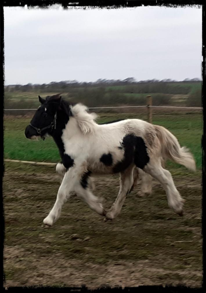 Anden særlig race Kiara billede 7