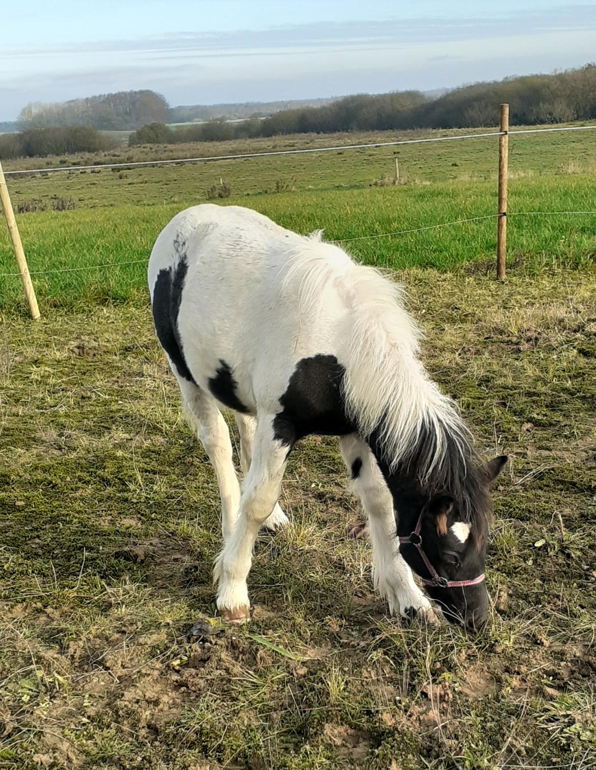 Anden særlig race Kiara billede 9