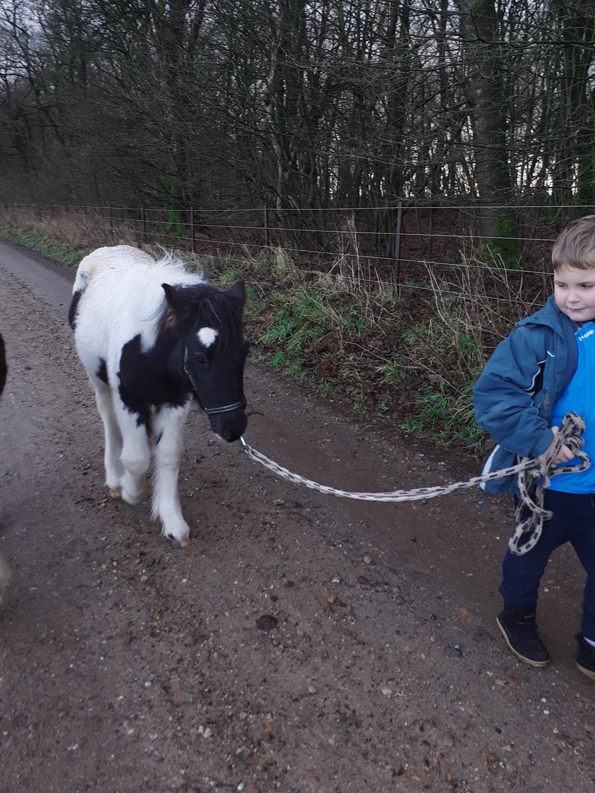 Anden særlig race Kiara billede 10