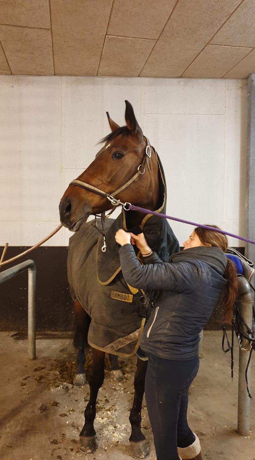 Dansk Varmblod Zafir billede 2