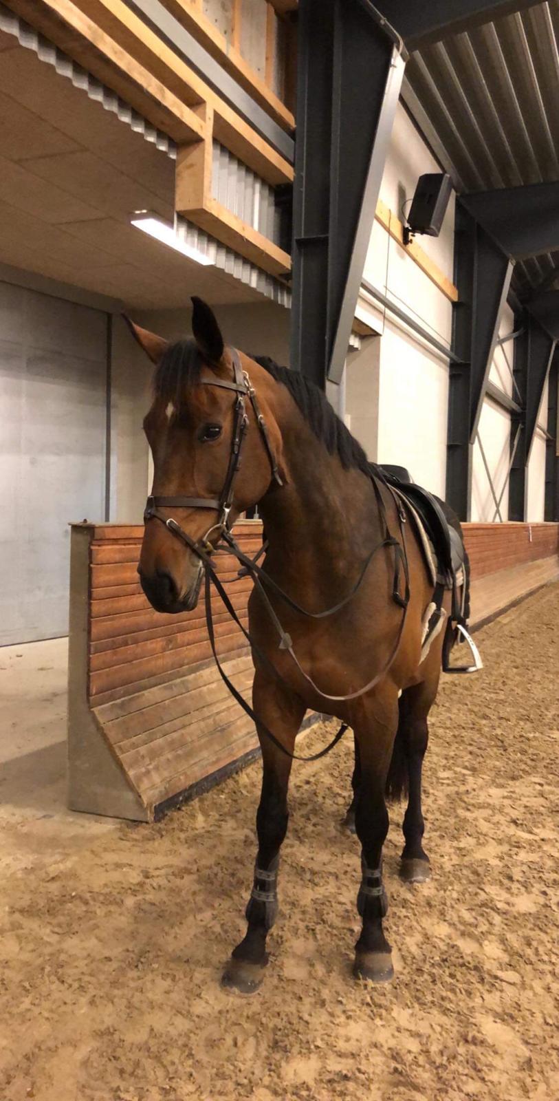 Dansk Varmblod Zafir billede 1