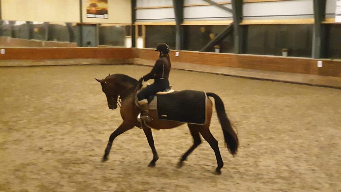 Dansk Varmblod Zafir billede 3