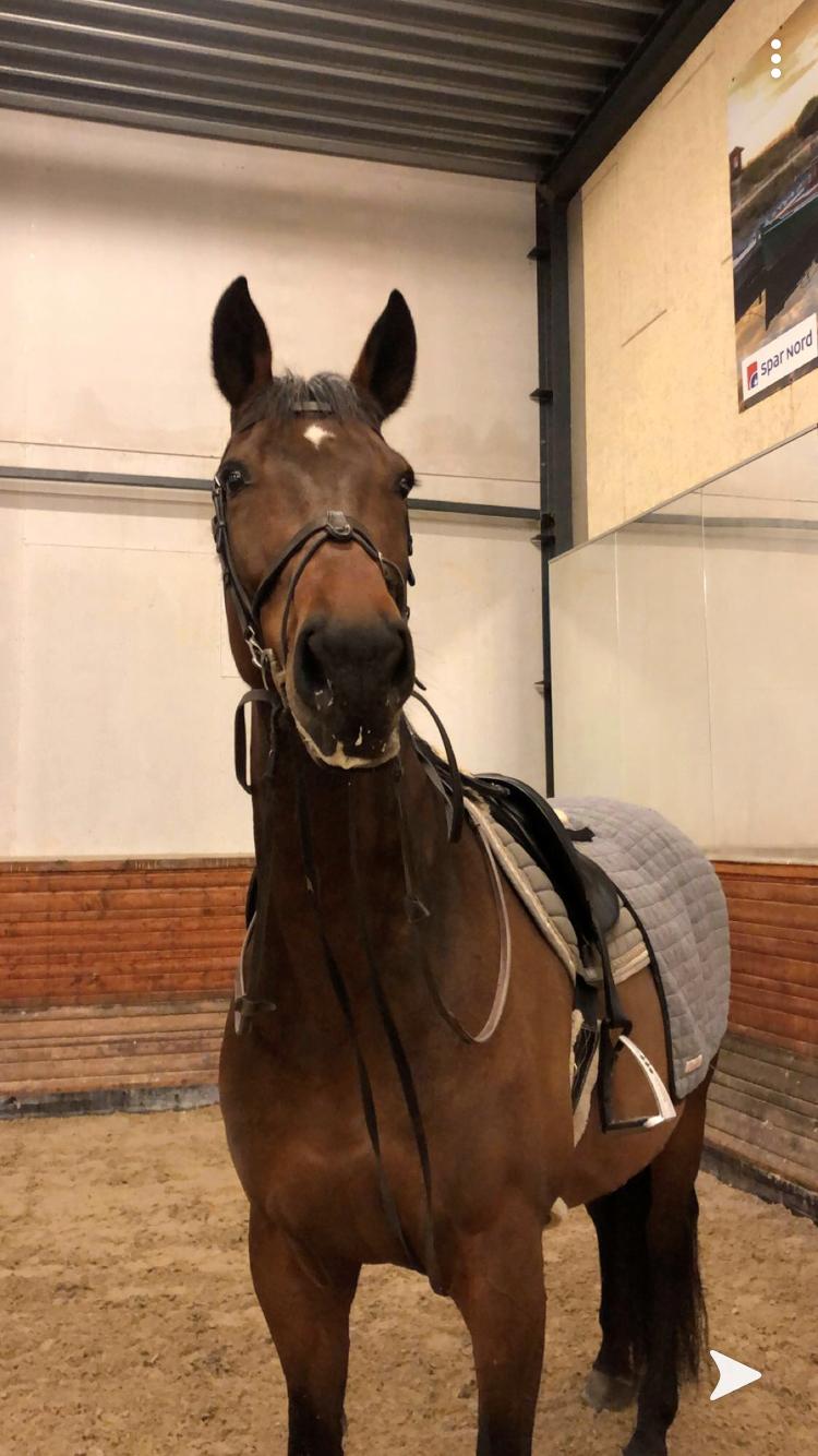 Dansk Varmblod Zafir billede 4