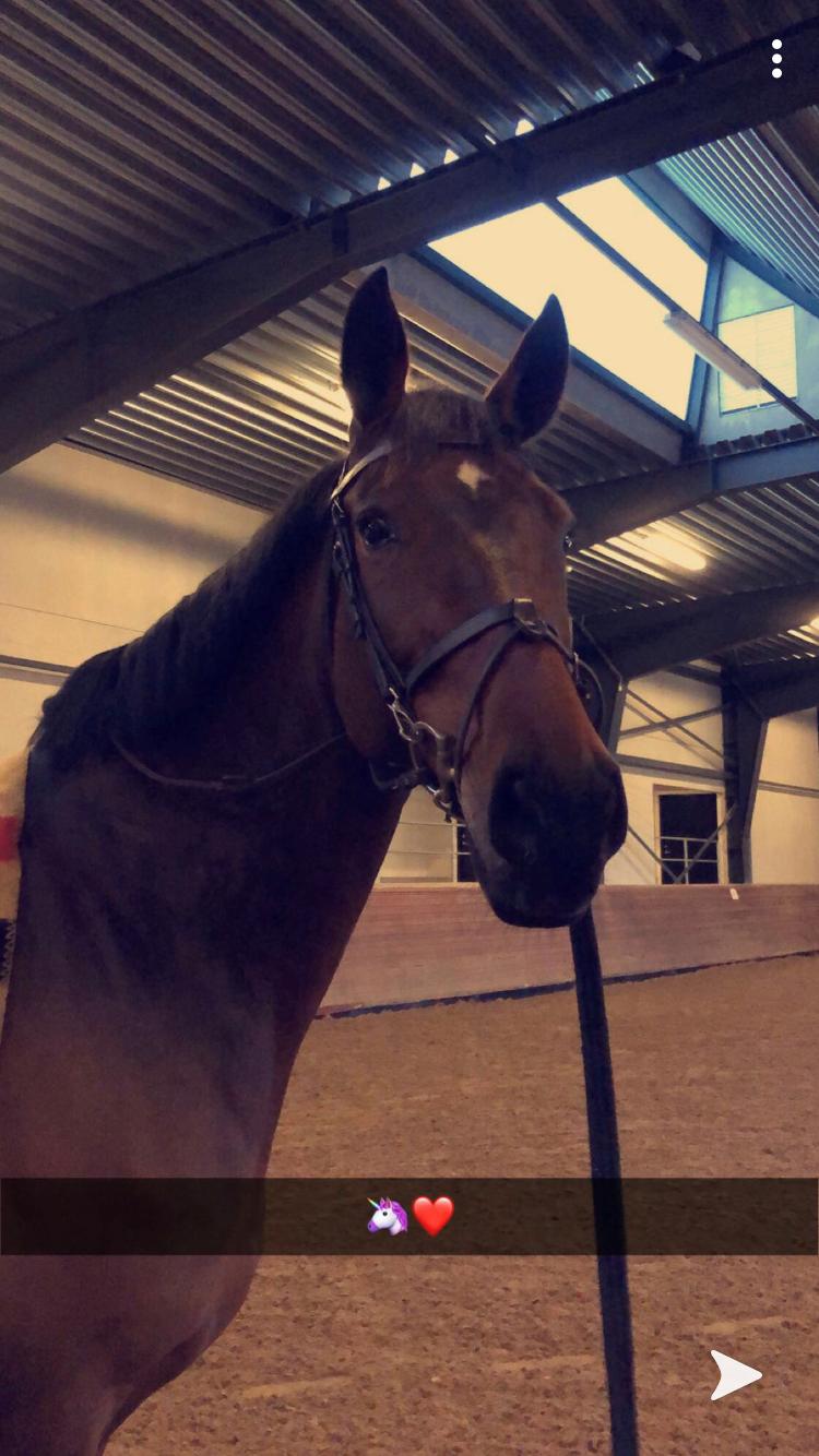 Dansk Varmblod Zafir billede 5