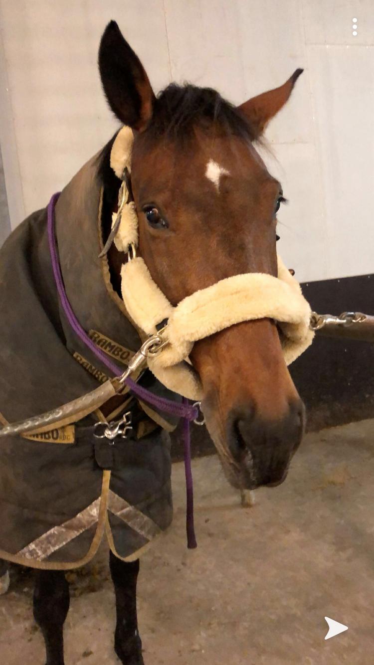 Dansk Varmblod Zafir billede 6