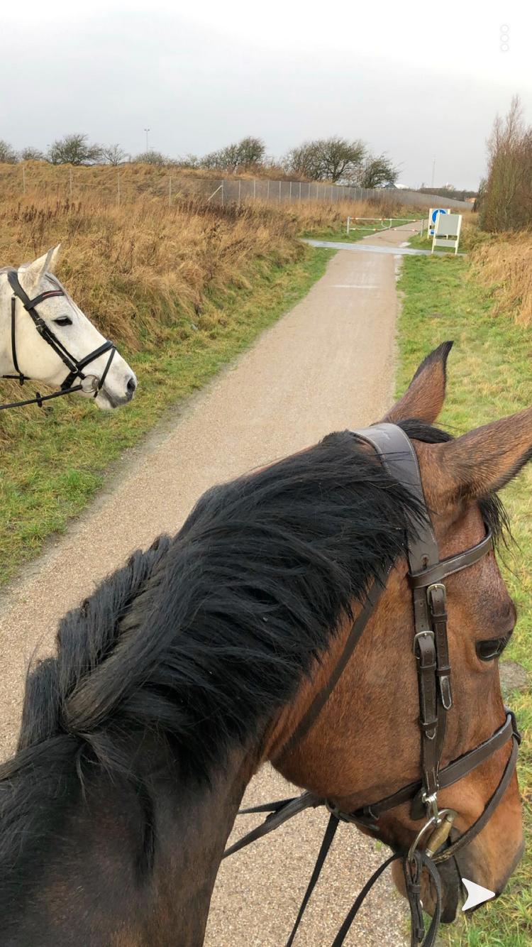 Dansk Varmblod Zafir billede 7