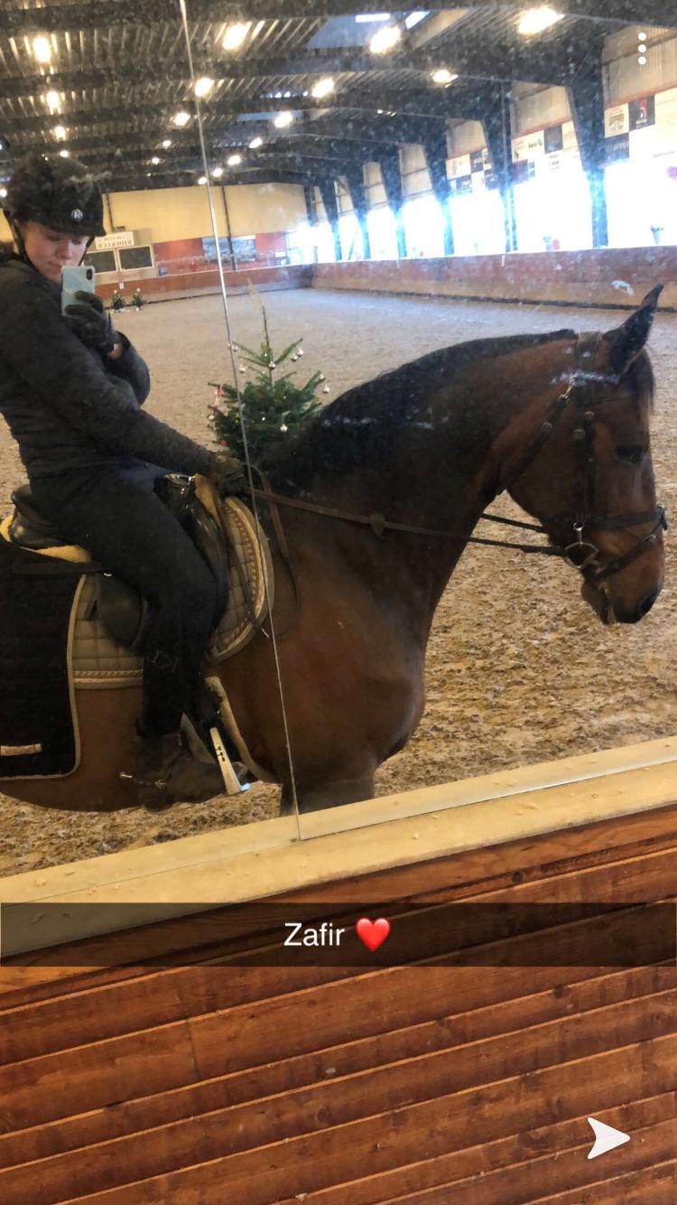 Dansk Varmblod Zafir billede 8