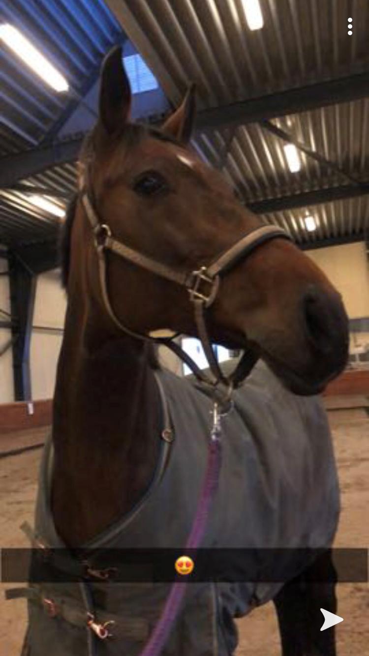 Dansk Varmblod Zafir billede 10