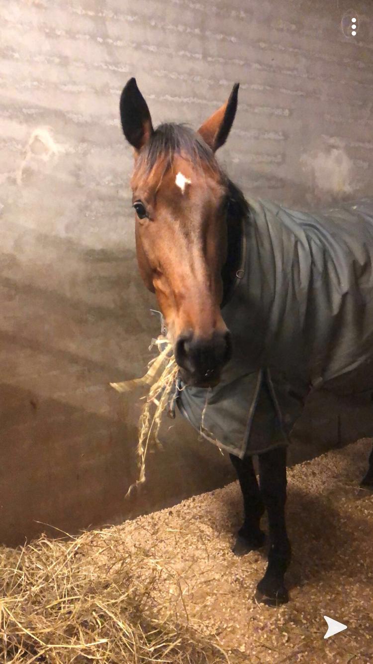 Dansk Varmblod Zafir billede 9