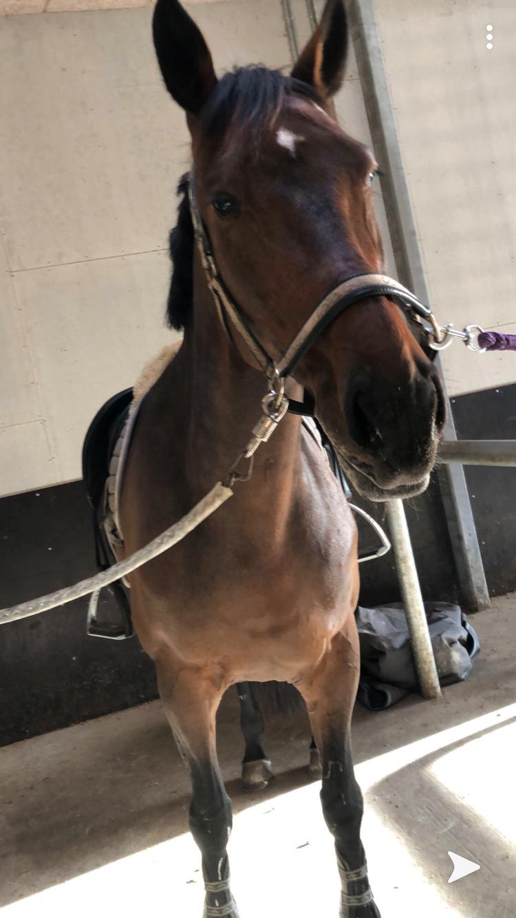 Dansk Varmblod Zafir billede 12