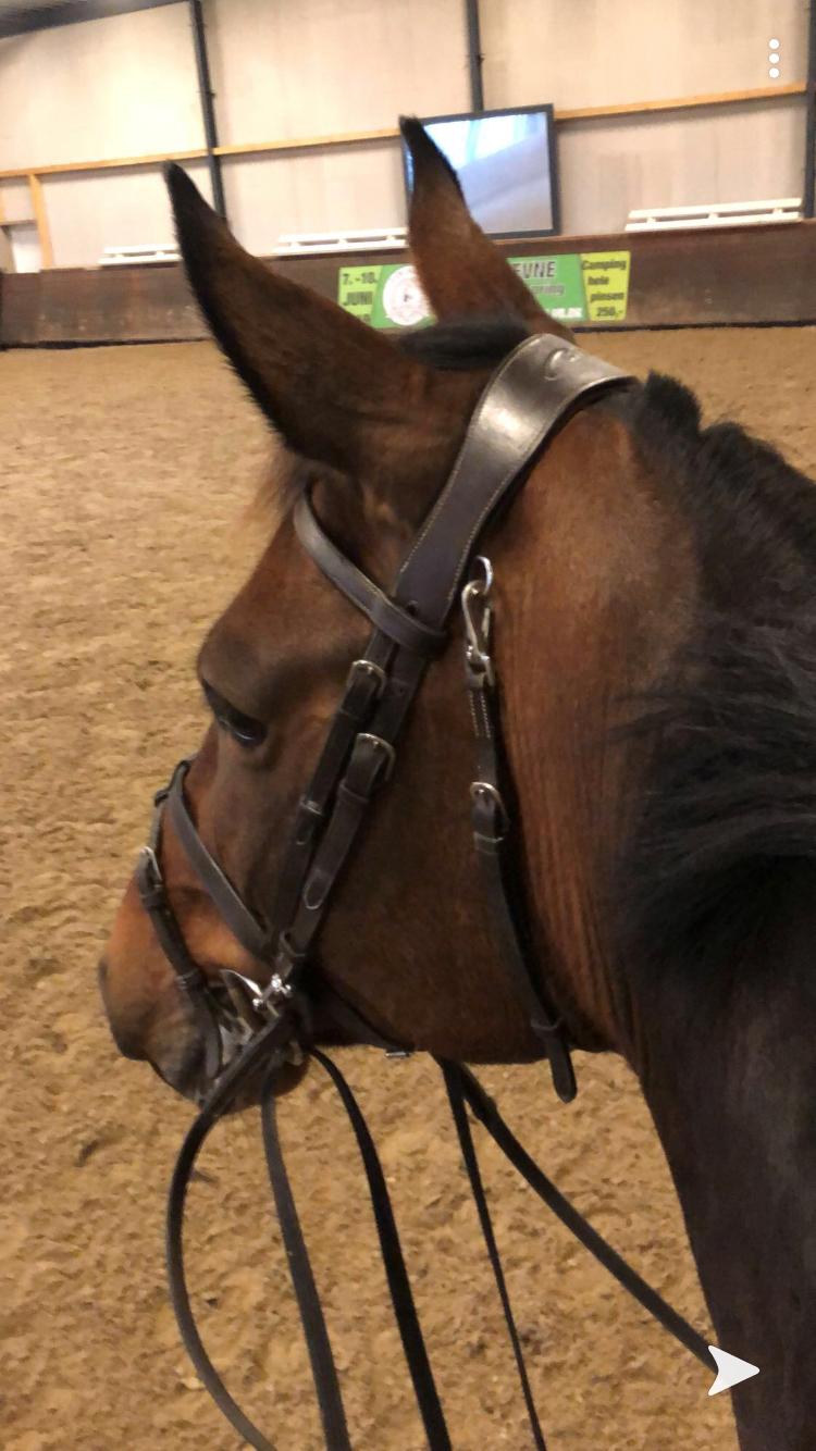 Dansk Varmblod Zafir billede 11