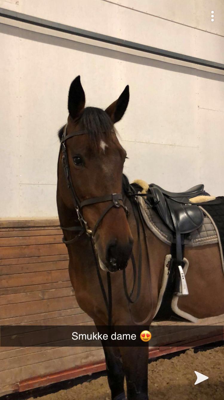 Dansk Varmblod Zafir billede 14