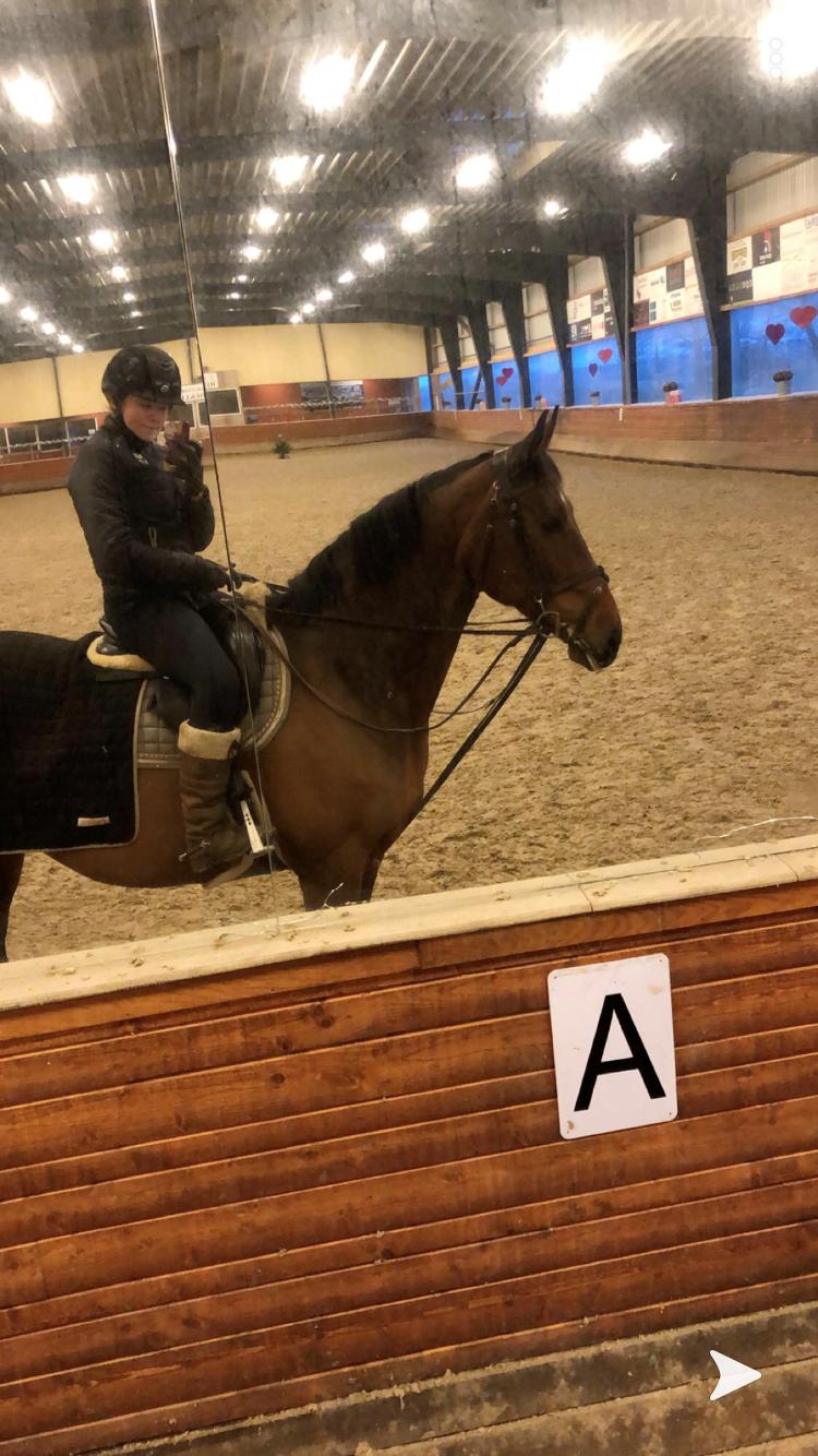 Dansk Varmblod Zafir billede 13