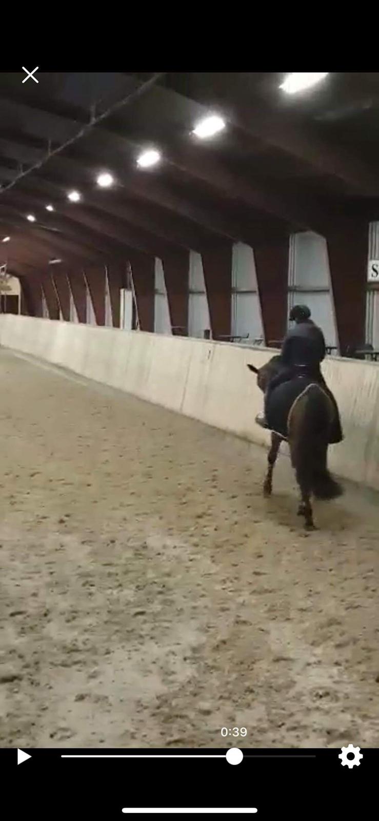 Dansk Varmblod Zafir billede 16