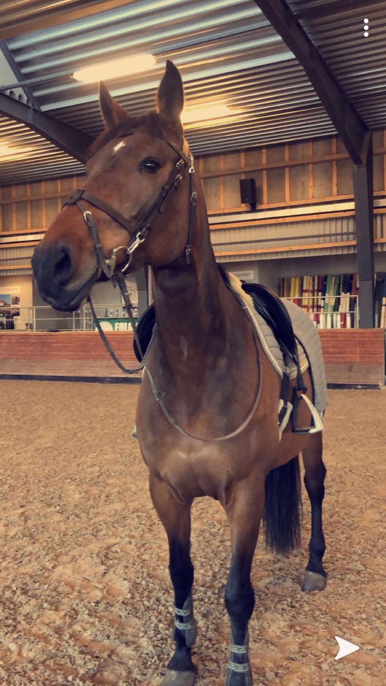 Dansk Varmblod Zafir billede 15