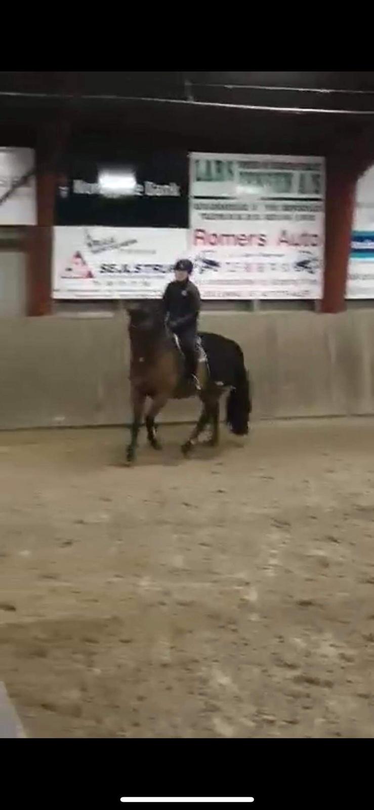 Dansk Varmblod Zafir billede 17